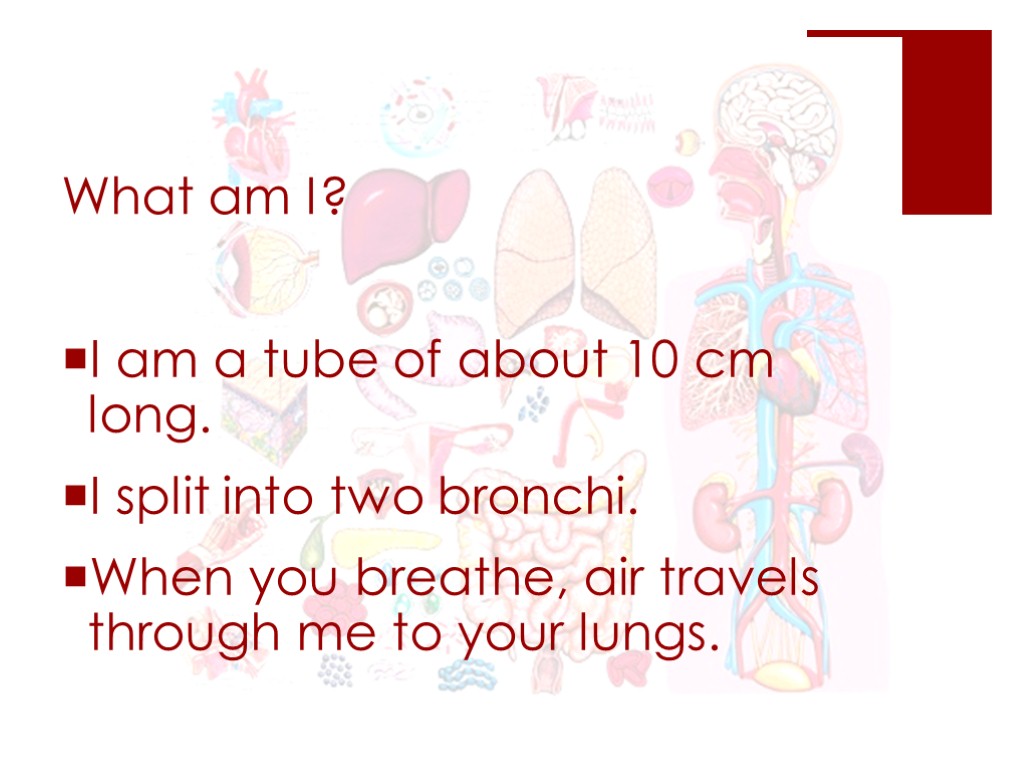 What am I? I am a tube of about 10 cm long. I split